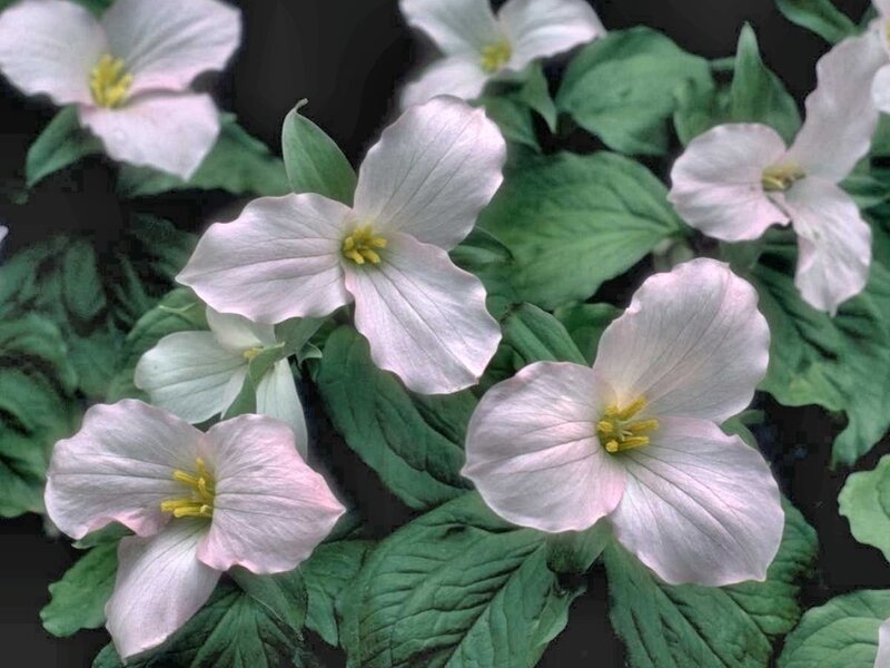 White Trillium Flowers — Calm