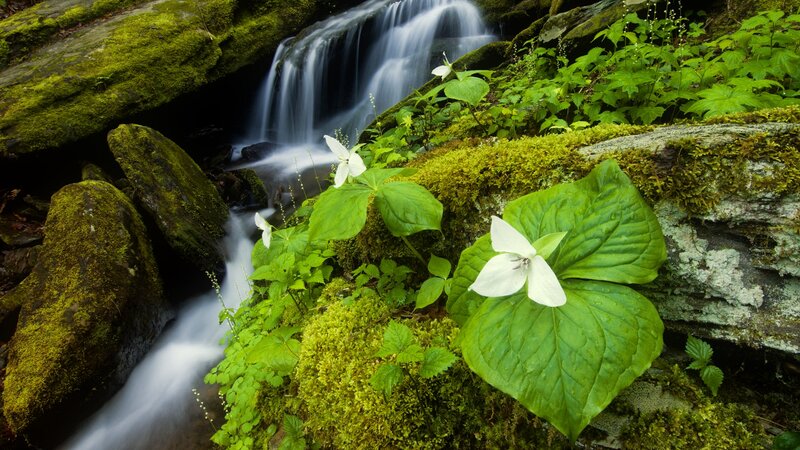 White Trillium Flowers — Green, Serene