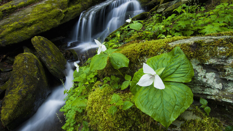 White Trillium Flowers — Green