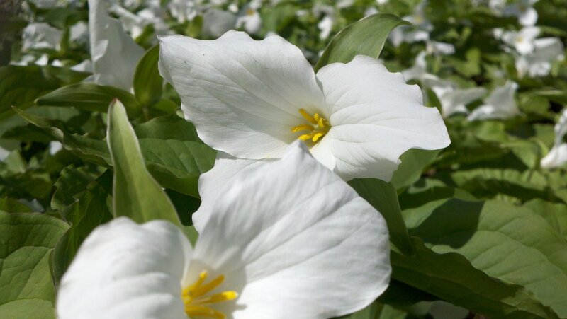 white trillium flowers in bloom
