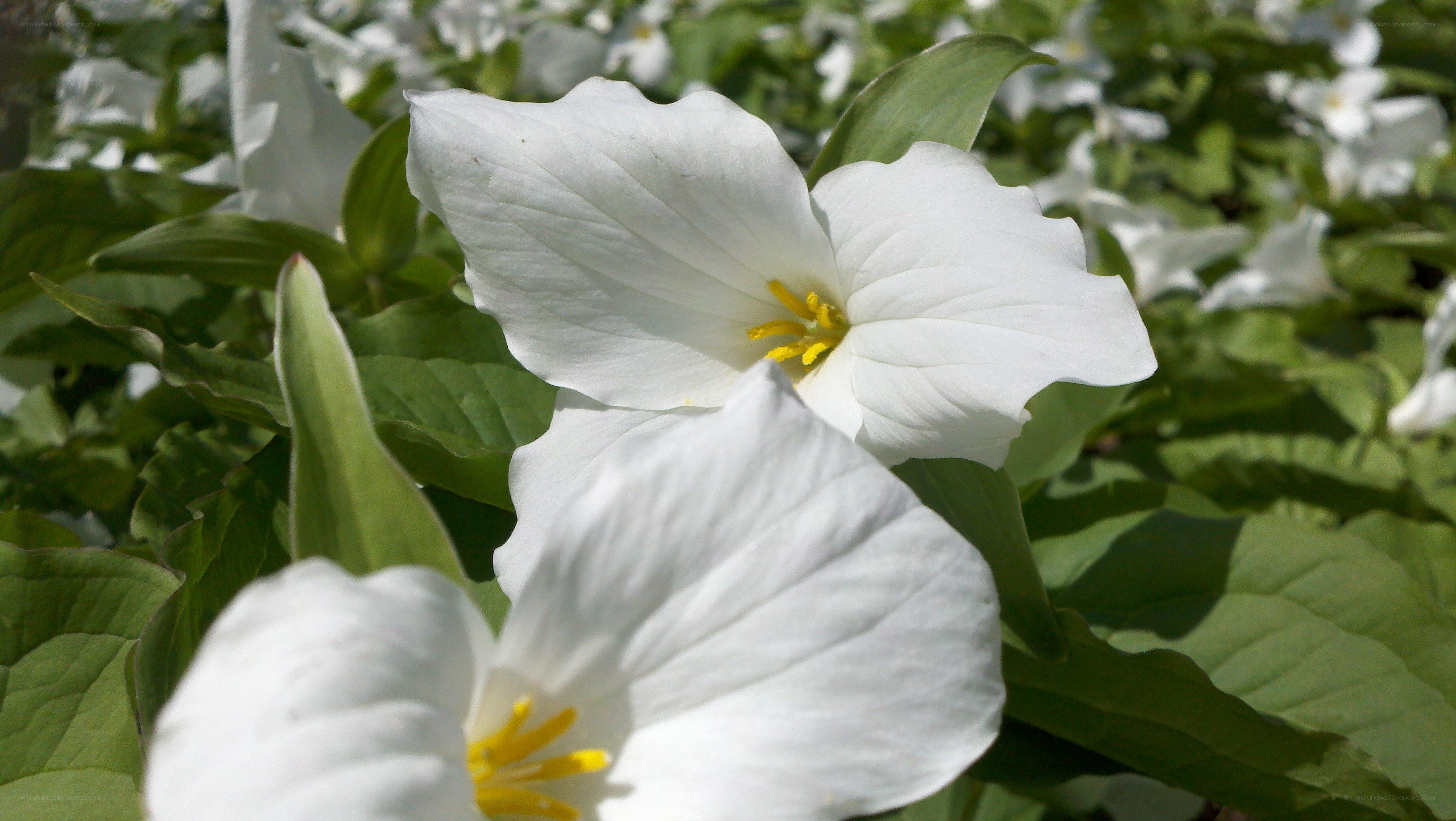 white trillium flowers in bloom