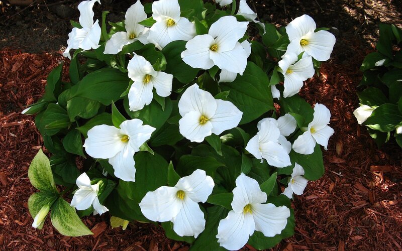 white trillium flowers in garden