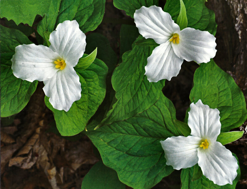 White Trillium Flowers — Natural