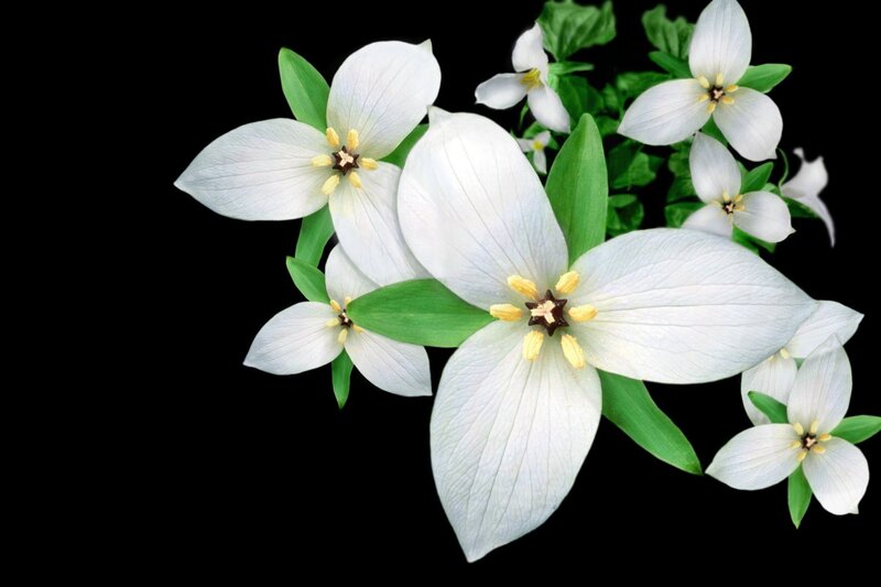 White Trillium Flowers — Serene, Photograph