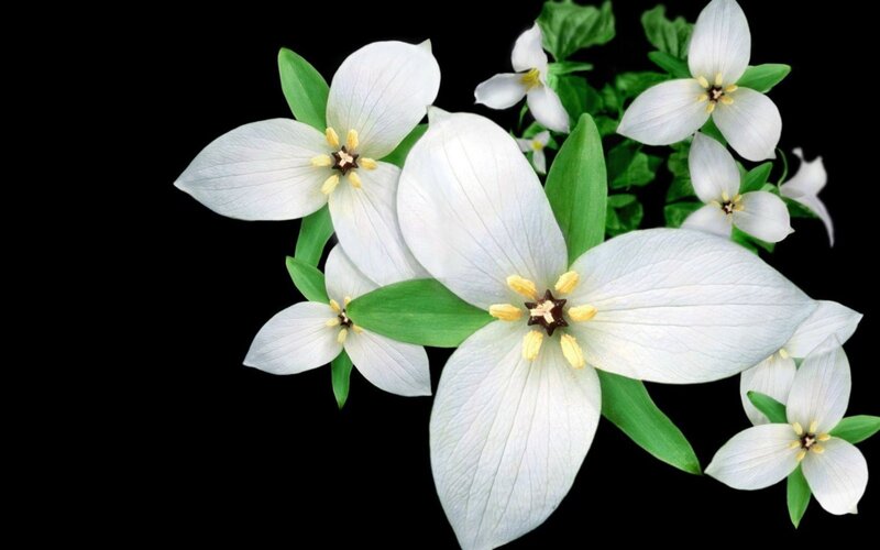 White Trillium Flowers — Serene