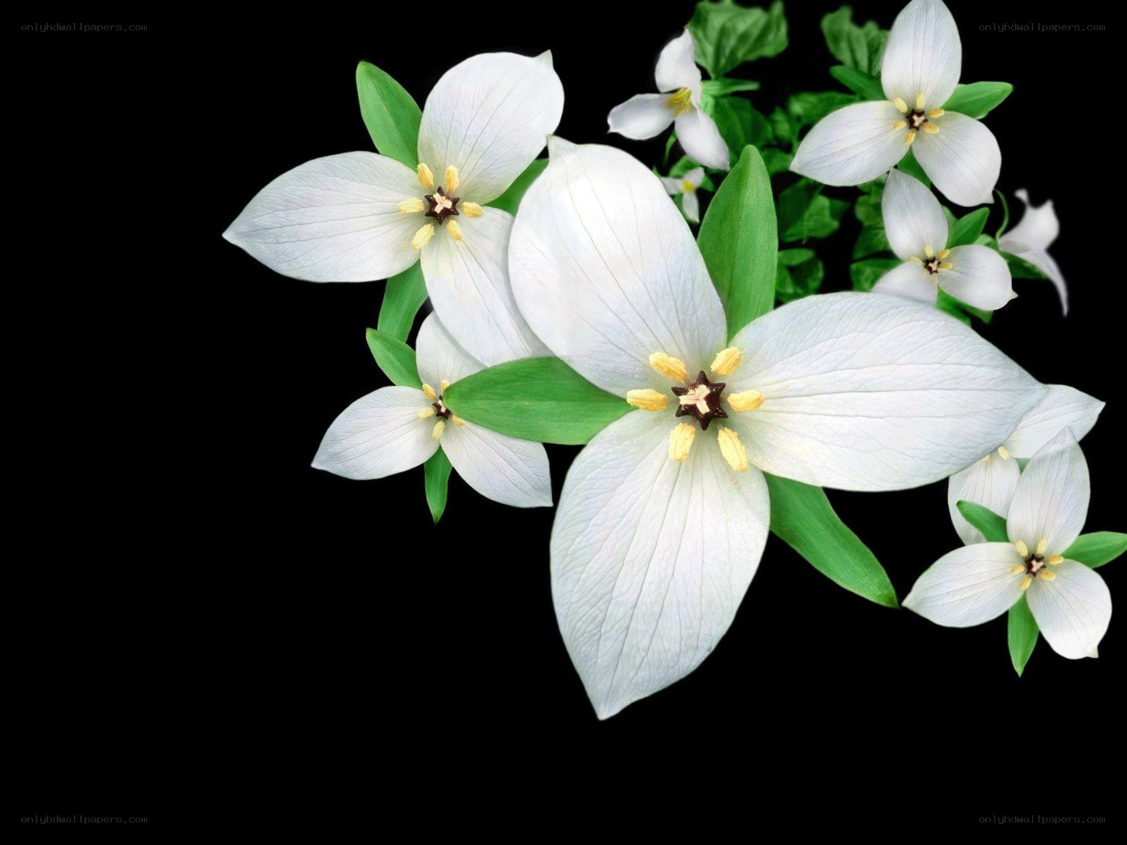 white trillium flowers
