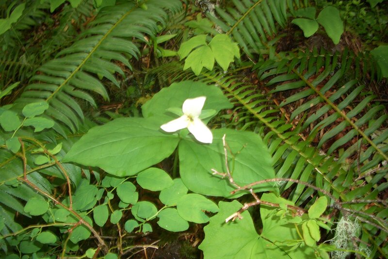 white trillium in forest