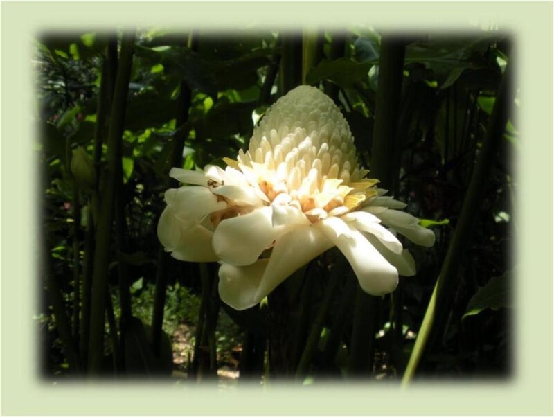 White Tropical Flower