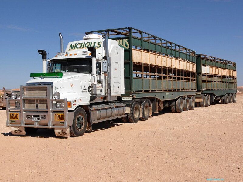 White truck with livestock trailers
