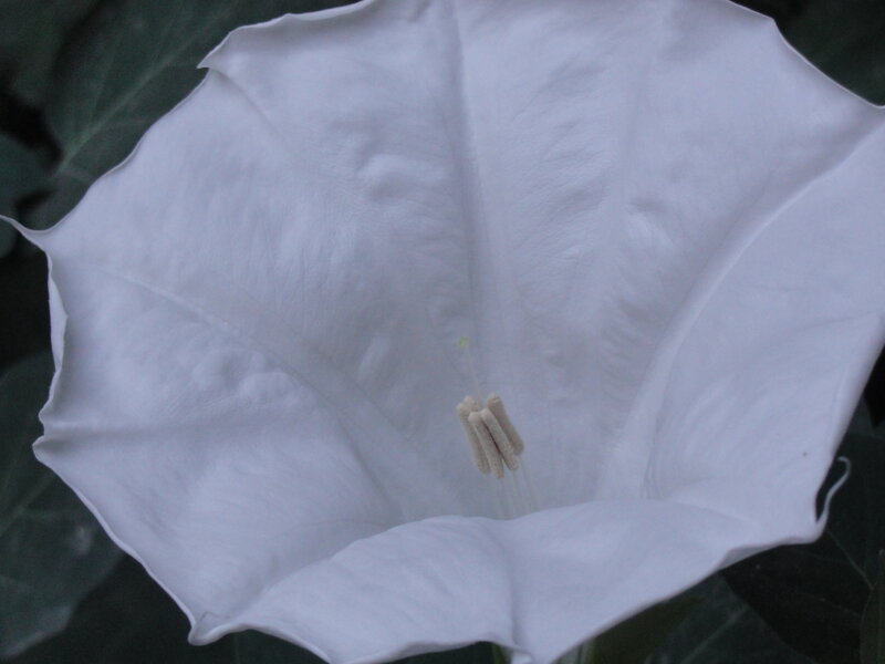 white trumpet flower close-up