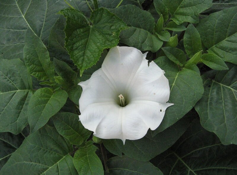 White trumpet flower in green leaves