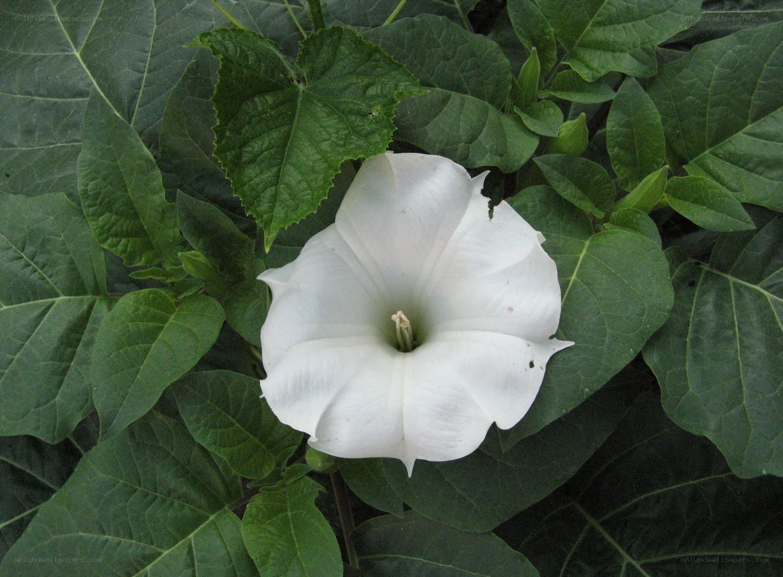 White trumpet flower in green leaves