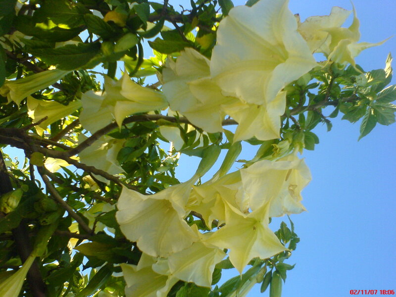 White trumpet flowers against blue sky