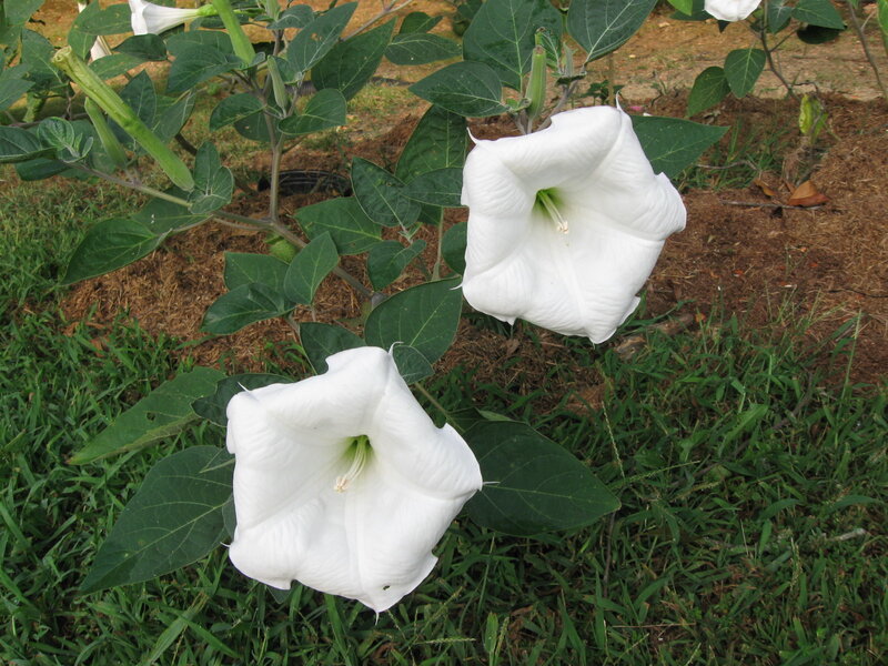 White Trumpet Flowers — Calm