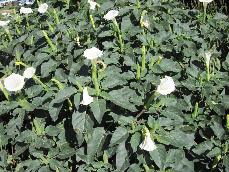 White Trumpet Flowers — Green