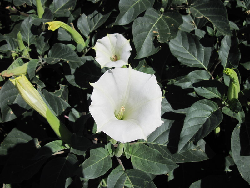 White Trumpet Flowers