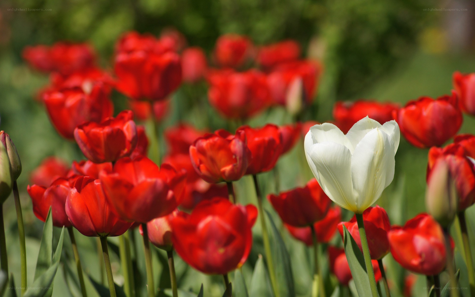 White tulip among red flowers