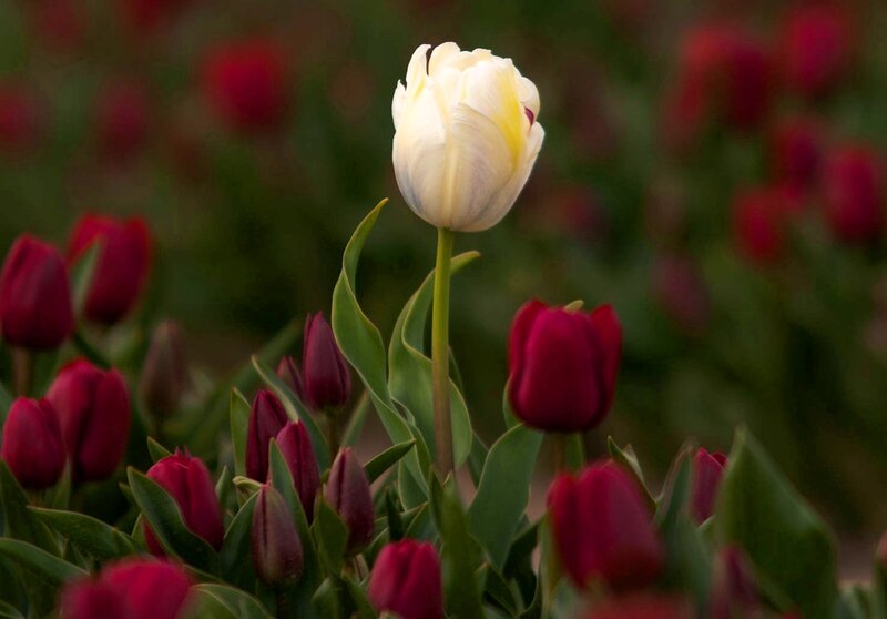 White Tulip Among Red — Serene, Spring, Photograph