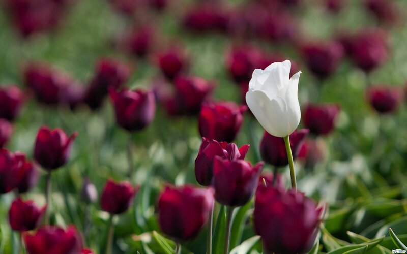 White Tulip Among Red — Serene, Spring