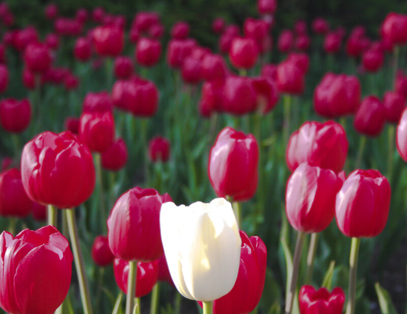 White Tulip Among Red — Serene