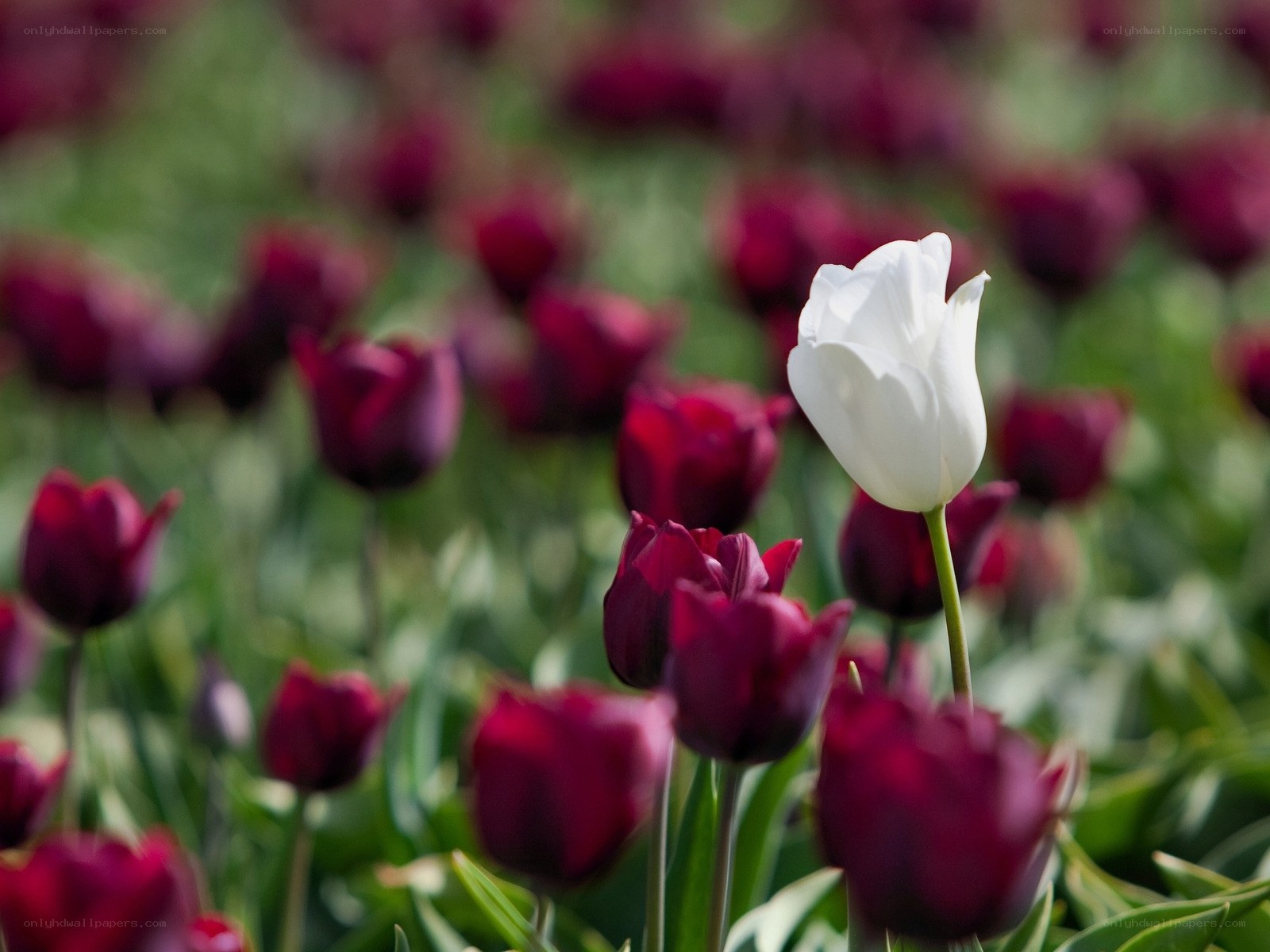 White tulip among red tulips