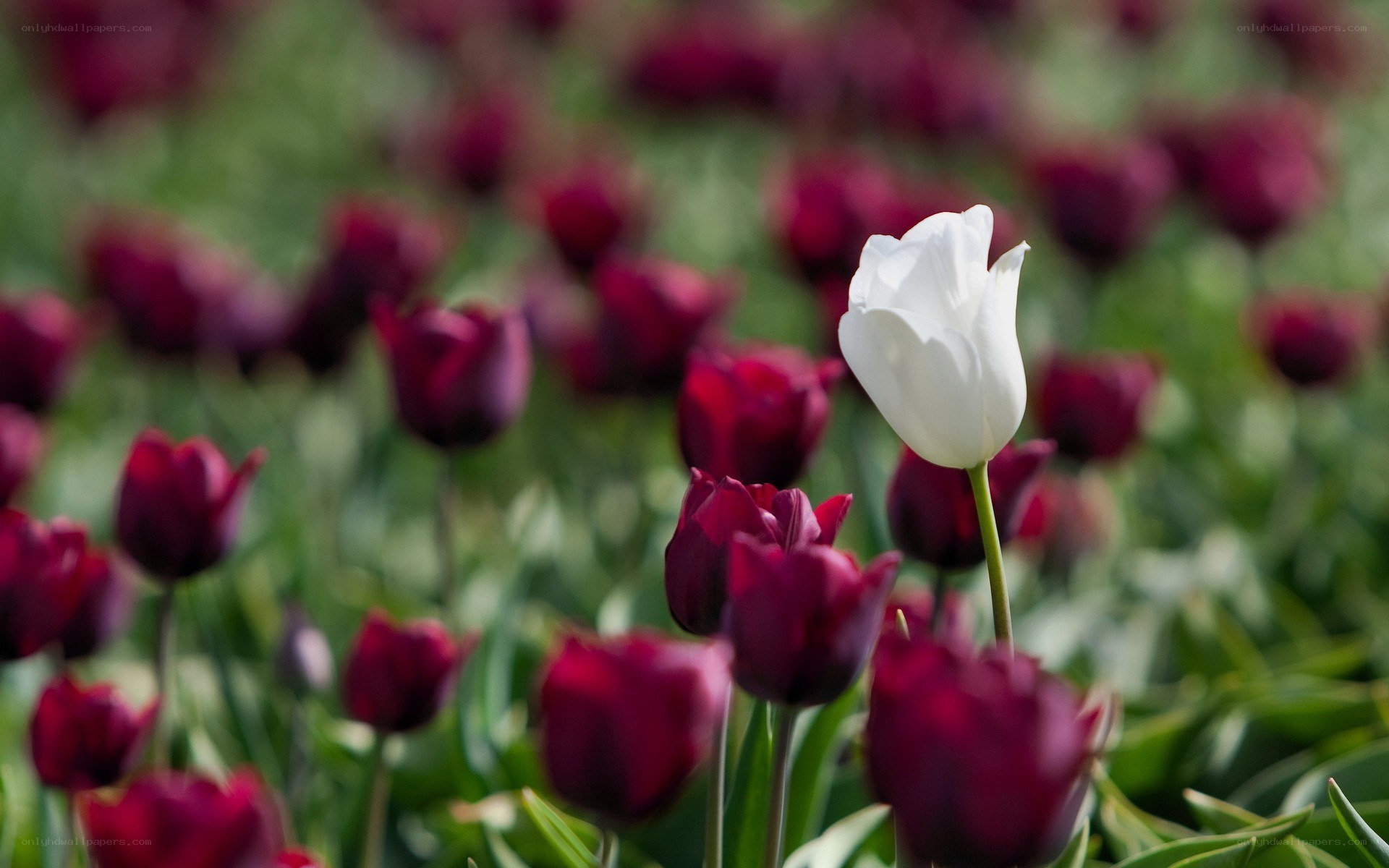White tulip among red