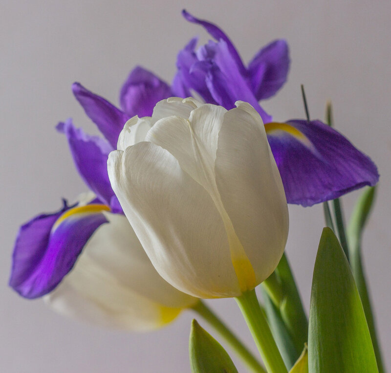 White Tulip and Purple Iris