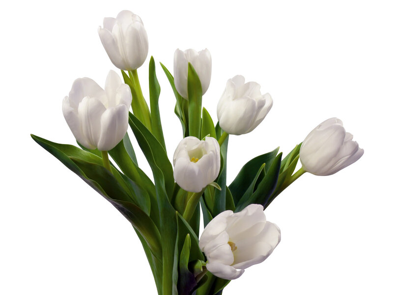 White Tulip Bouquet — Calm, Photograph, Green Leaves