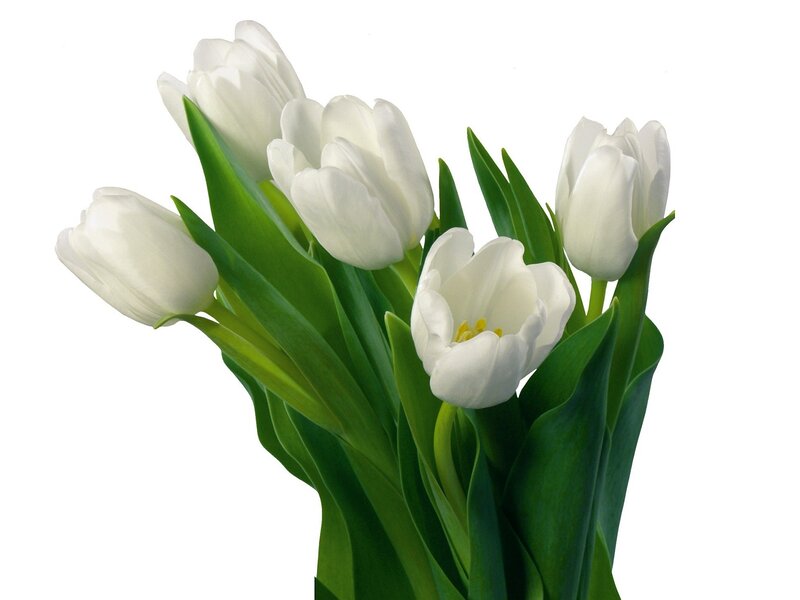 White Tulip Bouquet — Calm, Photograph