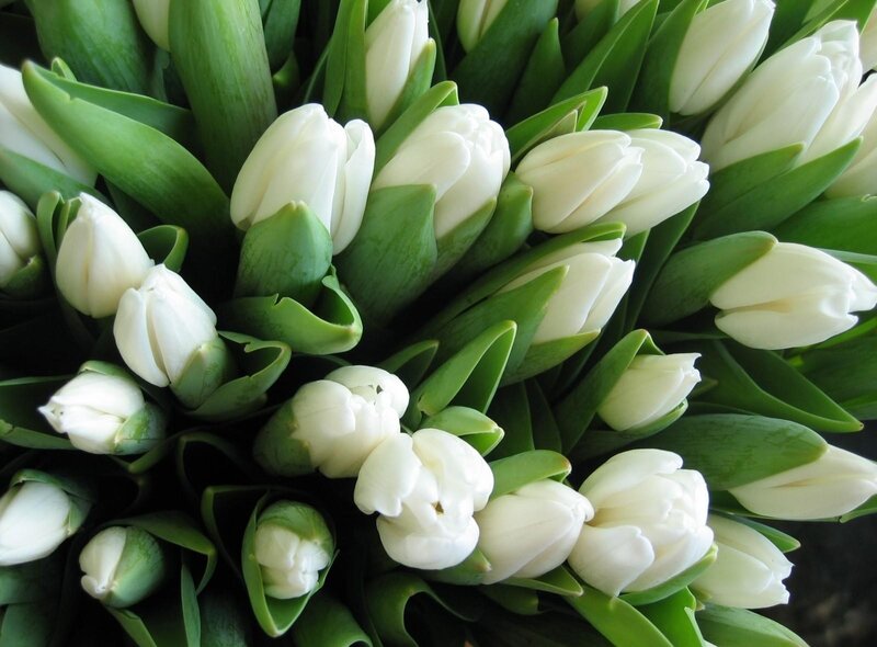 White Tulip Bouquet — Calm, Spring, Photograph