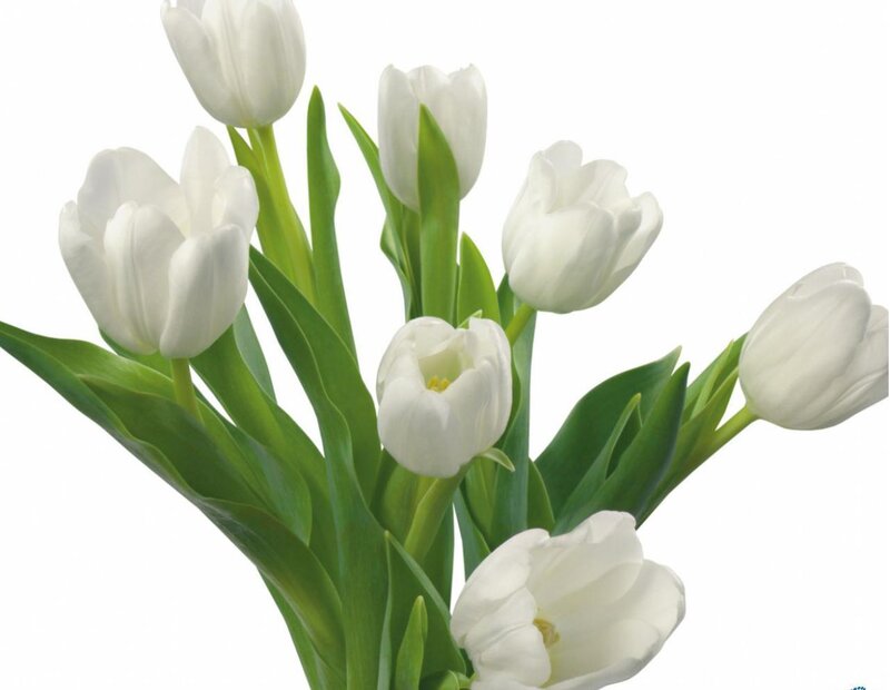 White Tulip Bouquet — Calm