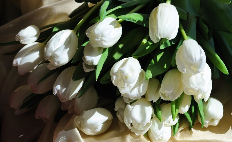 White Tulip Bouquet — Serene, Afternoon