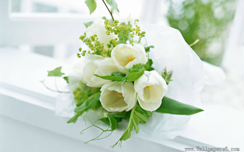 White Tulip Bouquet — Serene, Morning