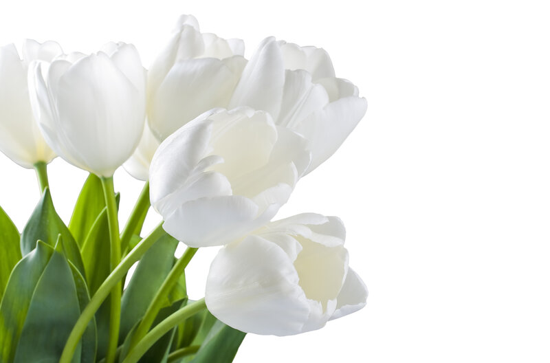 White Tulip Bouquet — Serene