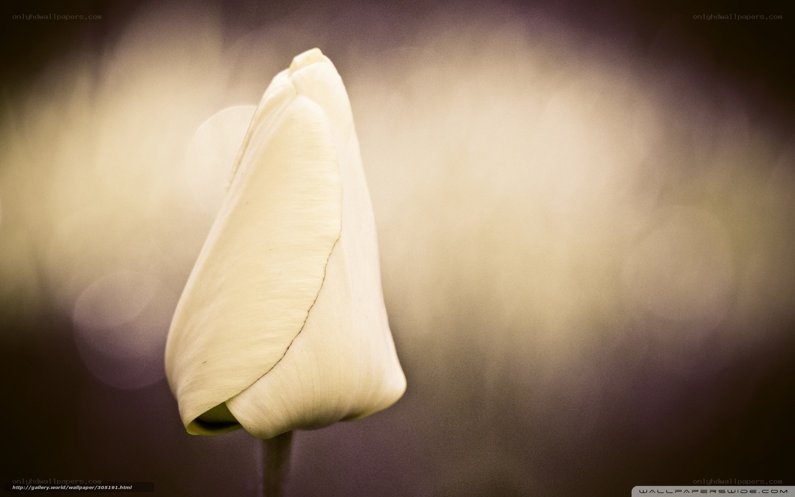 White tulip bud close-up