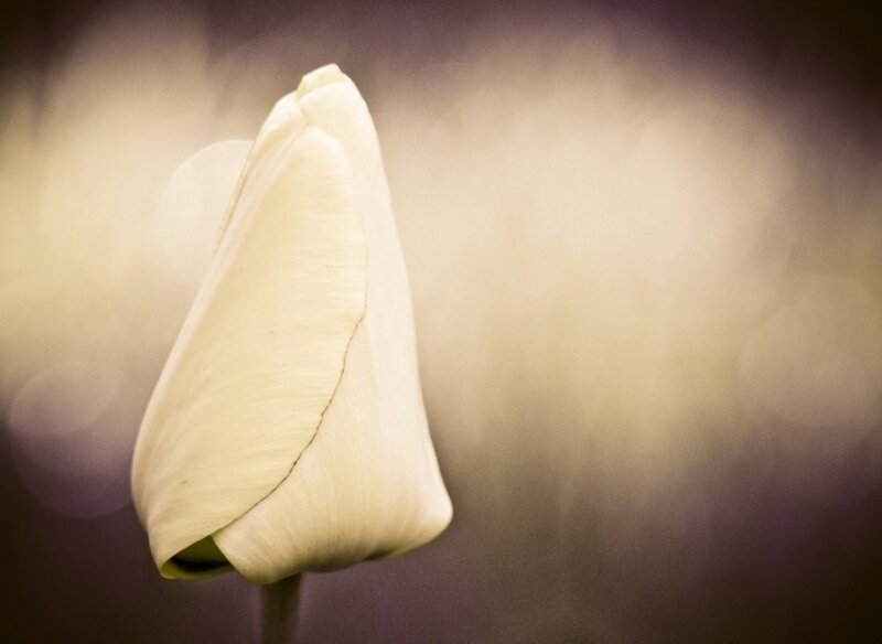 White Tulip Bud — Cream