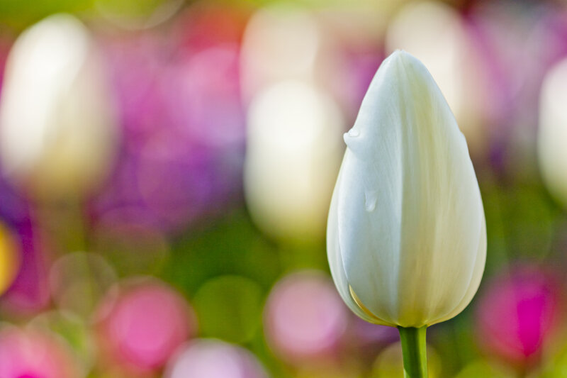 White Tulip Bud — Serene, Spring
