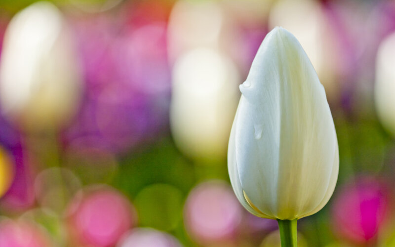 White Tulip Bud — Serene