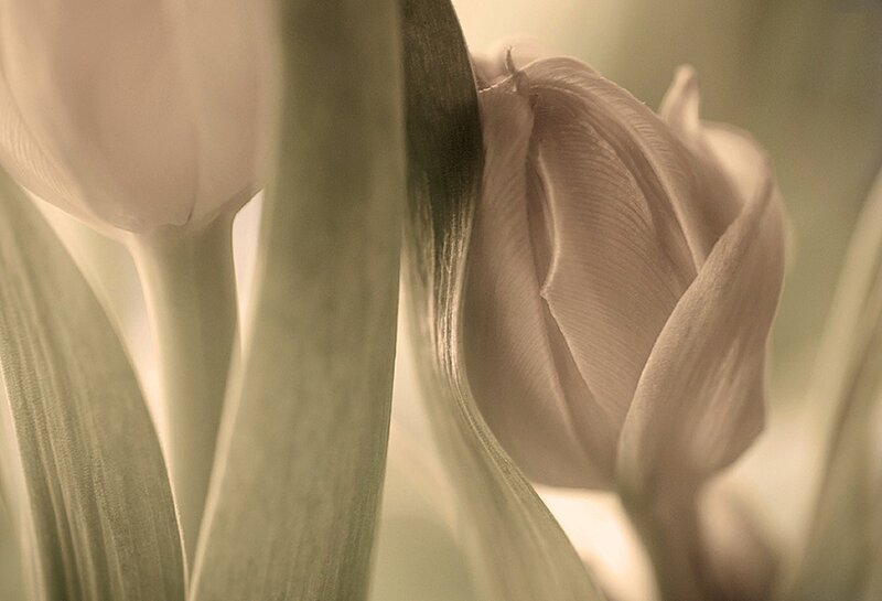 White Tulip Bud