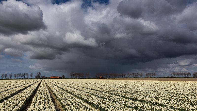 White Tulip Field — Dramatic