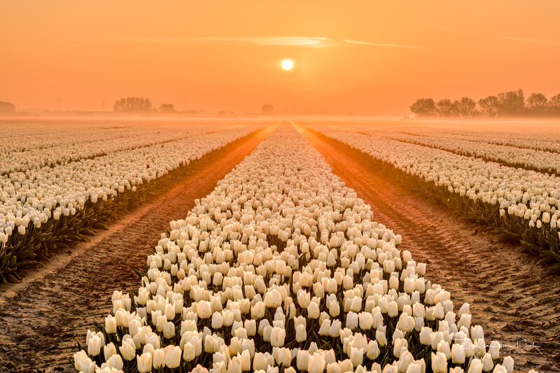 White Tulip Field — Orange
