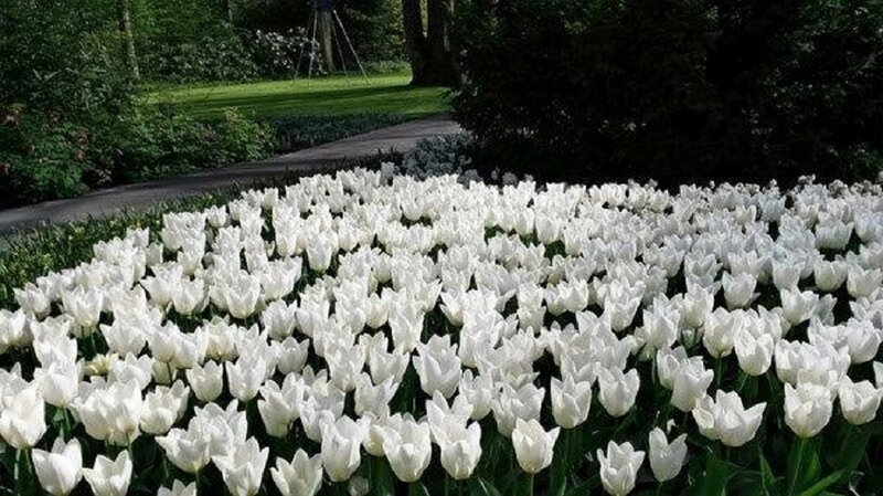 White Tulip Field — Serene