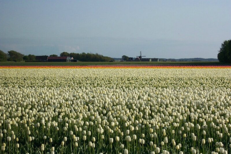 White Tulip Field