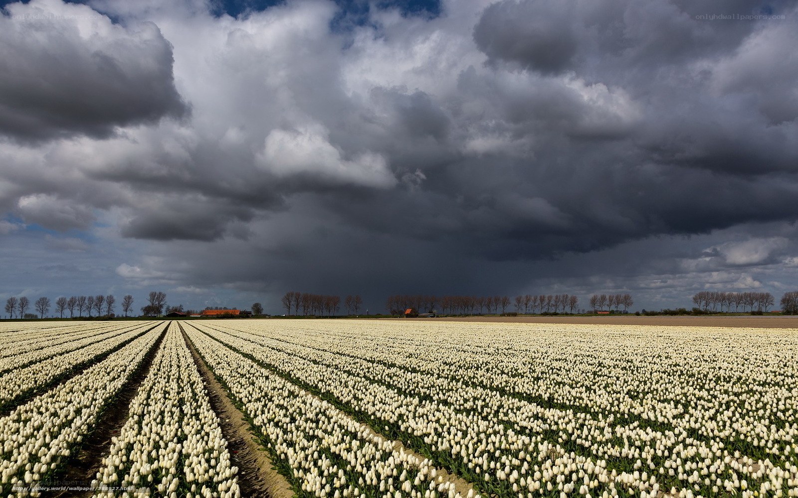 White Tulip Field Under Stormy Sky