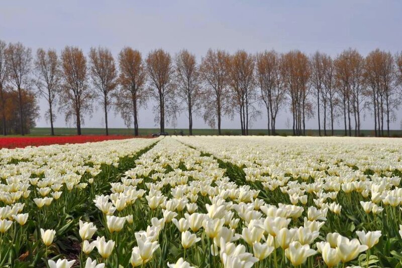 White tulip field with trees