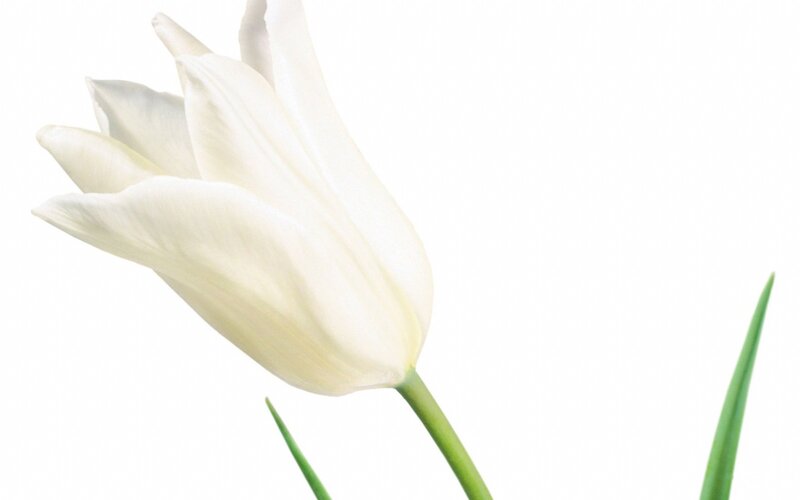 white tulip flower