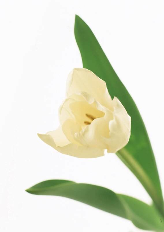 white tulip flower