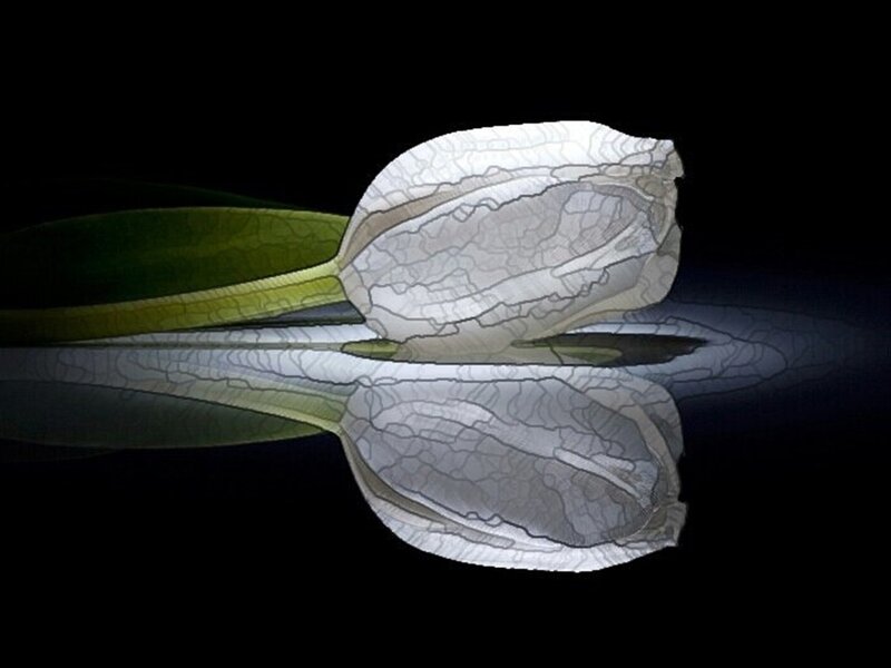 White Tulip Flower — Black, Dramatic, Digital Art