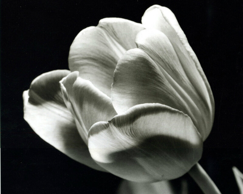White Tulip Flower — Black, Dramatic, Photograph, Stem