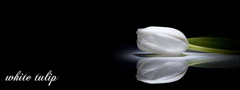 White Tulip Flower — Black, Dramatic, Photograph